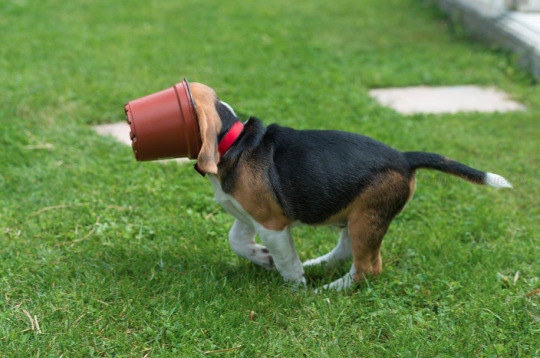 mayordog:  mayordog:  mayordog:  when u rompin around with ya pot  when u romp too hard and get ya head stuck in the pot   when ya hubris is ya downfall and there is no release  