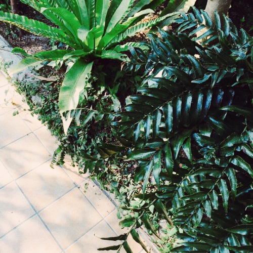 mohtz:  thanks to everyone who wished me a happy birthday! i saw lots of plants, ate good food and all in all had a pleasant day - i hope you did too!