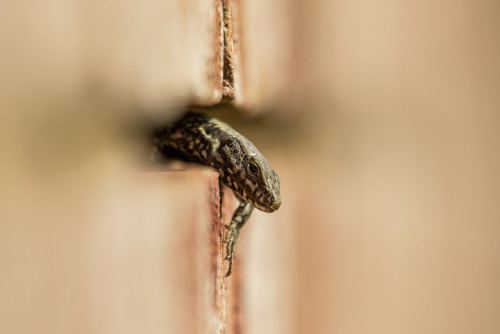 European Wall lizard - Podarcis muralis by mrfurrylover on Flickr.