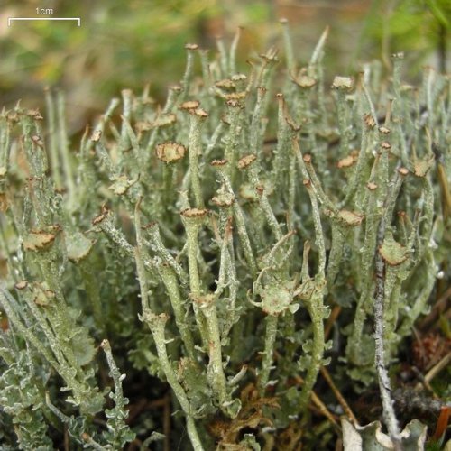  Cladonia ecmocyna Frosted cup lichen, orange-footed pixie lichenimages: source