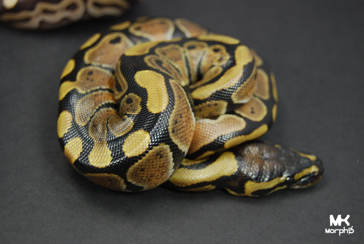 mkmorphs:  We already planned to keep a female mojave cinnamon but we are now giving