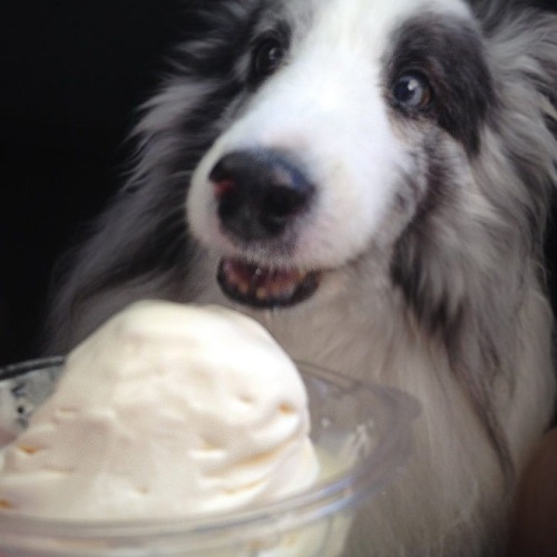 poyzn:  Animals that are innocently awesome.
