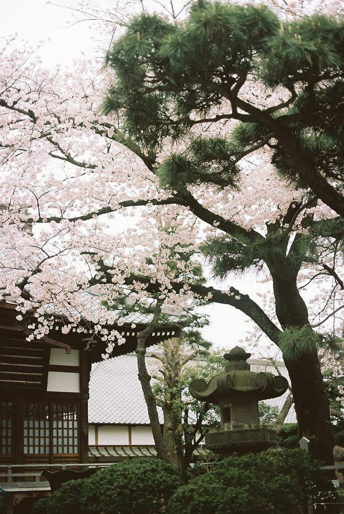 floralls:    sakura at yutenji temple by   hiki   