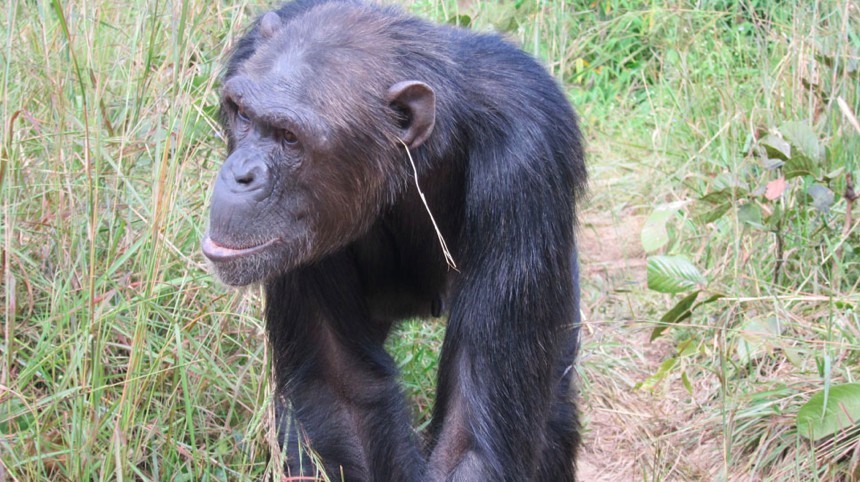 bile100:  zodiacbaby:  sixpenceee:  According to a study in the journal Animal Cognition,
