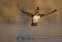 Morethanphotography:  Blast Off By Christopher-Schlaf 