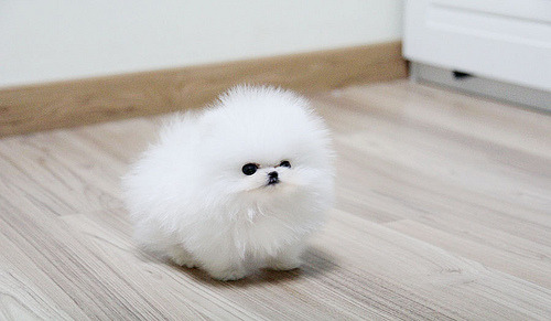 animaglacialis: itsa-me-amelie:  verceri:  verceri:  sniperj0e:  sniperj0e:  ok but what if like. werewolves transform under the full moon but theres just this one and by day hes a big tough guy and then when he transforms hes a tiny dog. just fucking.