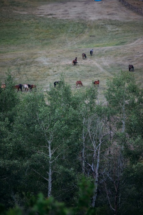 countryff4171: The horse herd bellow the house in snowmass, colorado