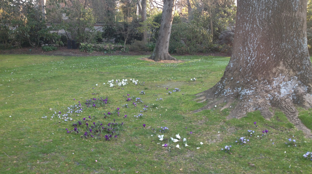 singularlty:  cute little circle of flowers around a tree 