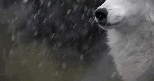6woofs:<3