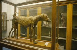 grandegyptianmuseum:  Mummified dog from