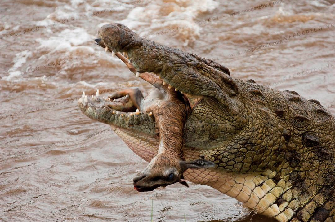 largest crocodile in the world gustave