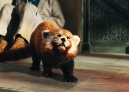 History Will Remember Us The Glorious Return Of Pan As A Red Panda