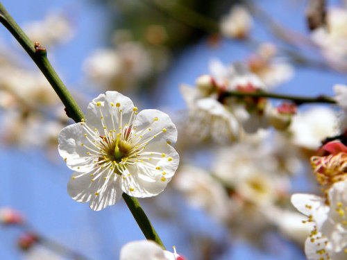 Prunus mume by hamapenguin on Flickr.