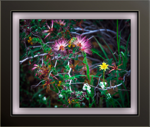 Desert Wildflower Bouquet
Desert Wildflower Bouquet – Image by kenne My bouquet created nature’s way, the makings of my fable…