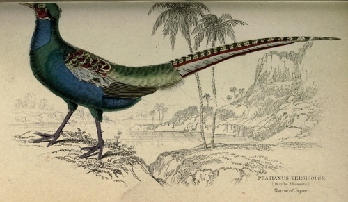 abookofcreatures:wapiti3:Gallinaceous birdsBy Jardine, William, Sir, 1800-1874 Publication info Edin