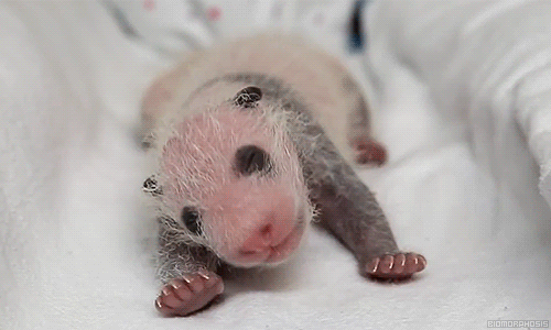 biomorphosis:  A 2 weeks old baby panda.