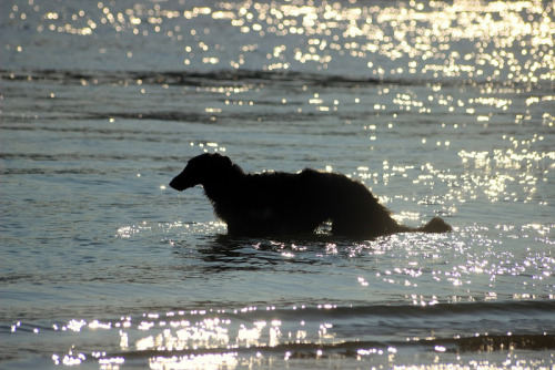zoi-ish-tales: paper cut borzoi - silhouettes between shade, water and light. @thewavesbrokeonthesho