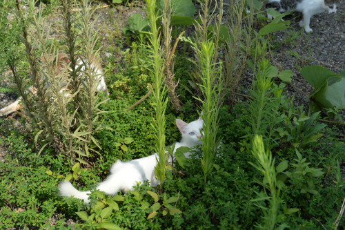 Oh high Zoe you like plants don’t ya