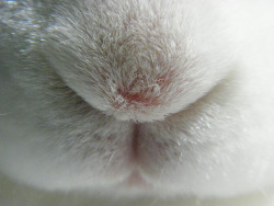 fortunas-sands:Bree in a few bunny closeup