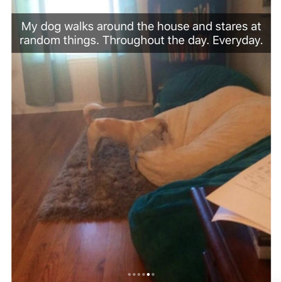 babyanimalgifs:  Animal snaps
