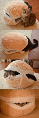 pettoll:  This fuzzy cat bun.
