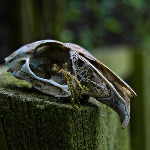 kriptodepresija: rural: rabbit skull by still~positive on Flickr.