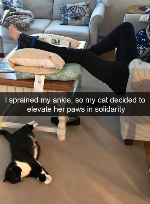 the-haven-of-fiction:thebestoftumbling:Snapcats! Cats are the best ❤️