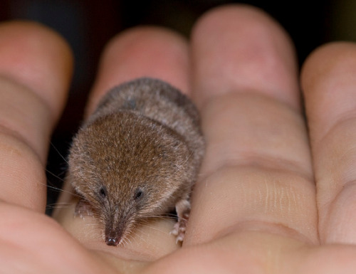 cool-critters:Etruscan shrew (Suncus etruscus)The Etruscan shrew is the smallest known mammal by mas