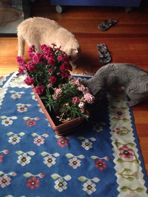 they do like the smell of carnations though