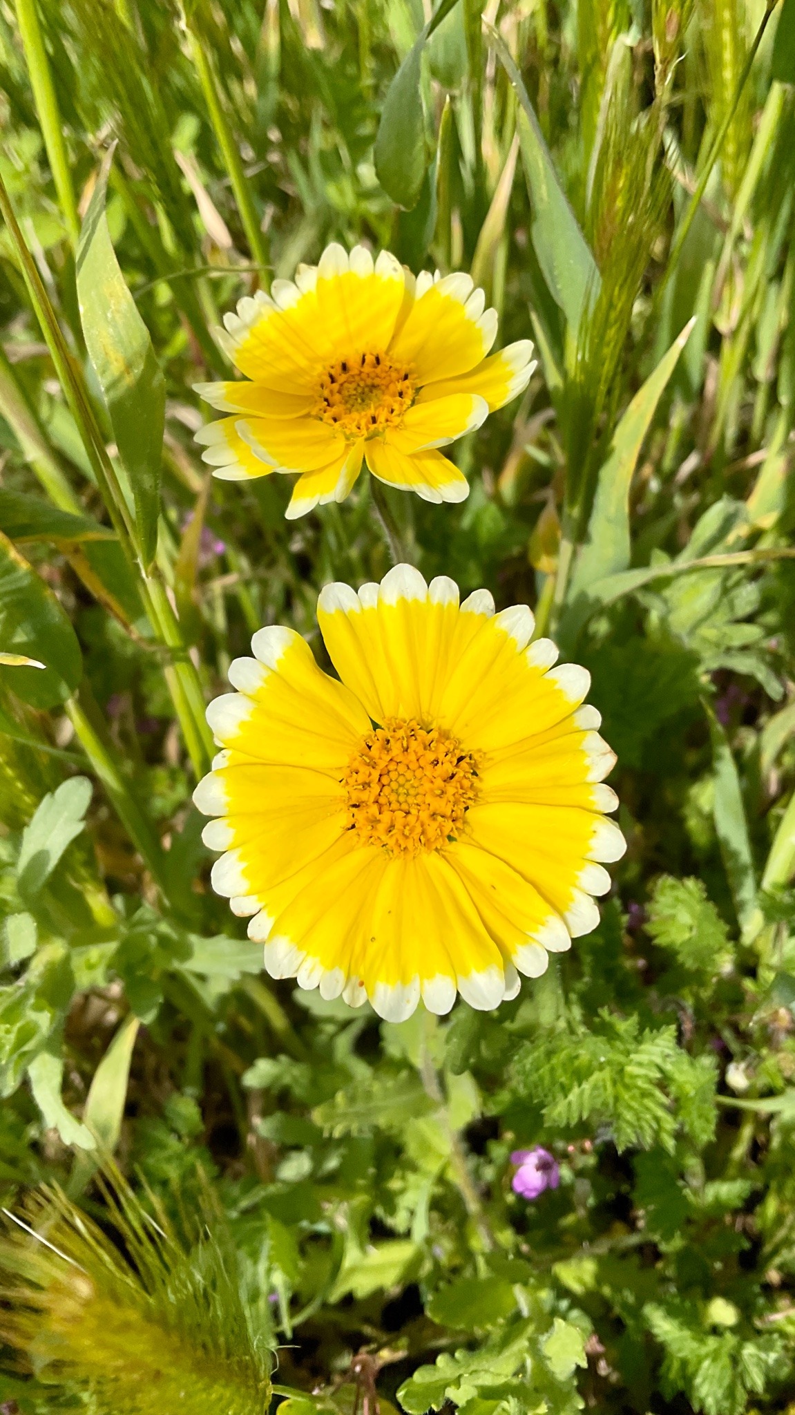 Against a backdrop of grass, two daisy-like flowers of bright yellow with sharply delineated white tips on each petal.
