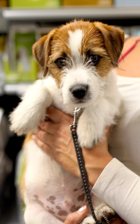 Oiva, 12 week old Jack Russell Terrier from the city of Tampere“She just had her shots done. She too