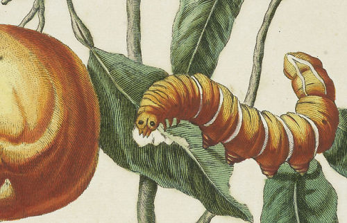 thegetty:A caterpillar from Suriname.&ldquo;Branch of sweet orange tree with metamorphosis of Rothsc