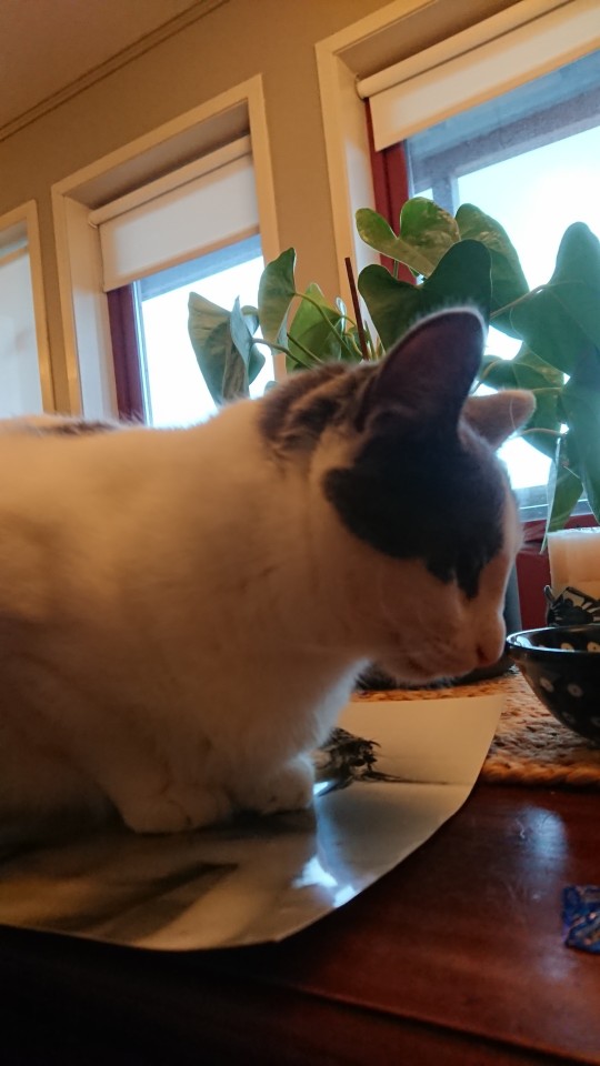 Only For @battlvann: My Mother In Laws Cat. Mmir The Mouser.