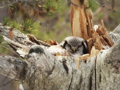 photo-olli-owen:Hawk owl