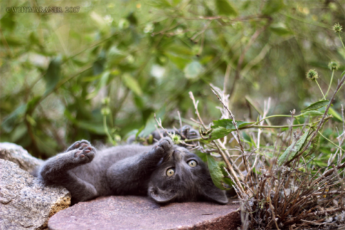 Steelix, a smol cat caught in the act of absolutely shredding some poor plant to pieces.