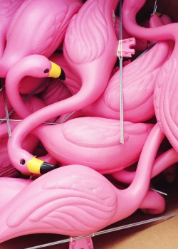 blakeafox:  flamingos, 2014 