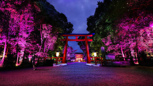 thedesigndome:  Tokyo Forest and Shrine Spectacularly Illuminated In Interactive Light Display The ancient sanctuary, Shimogamo Shrine and its neighbouring forest has been illuminated in two brilliant interactive light displays by Teamlab. Keep reading