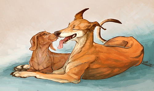 I can’t believe it’s been a year now that we’ve had our greyhound, Zill! Strudel is still refusing t