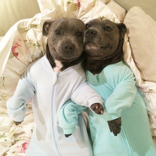 daji-ruhu:  isspeirlingme:  elgugol:  Pitbulls in jammies  @daji-ruhu oh my god?