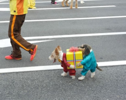 hilariousgifslol:  Best dog Halloween costume ever! More Hilarious Gifs