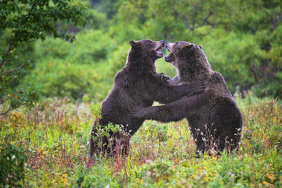 fuck-yeah-bears:  Kamchatka Waltz by Sergey Ivanov