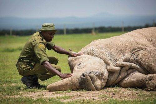 The end of an era.. The northern white rhino which survived 55 million years and saw ice ages, earth