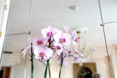 hawaiiancoconut:Purple pink orchids. 