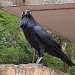 voidbirds:Watch this Raven have a crisis with me 