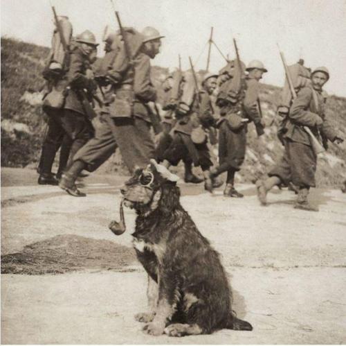 historicaltimes:French troop march past a dog dressed as a German officer, complete with googles and