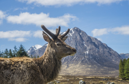 Wild Red Deer in the grounds of the Kings House Hotel, Glencoe