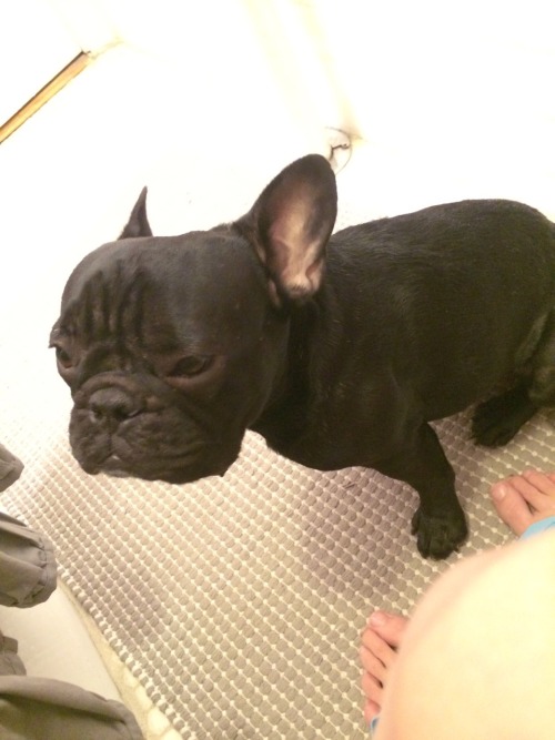 buckythefrenchy:  I guess it’s only fair. I watch him pee. He insists on watching me.   #neverpeealone