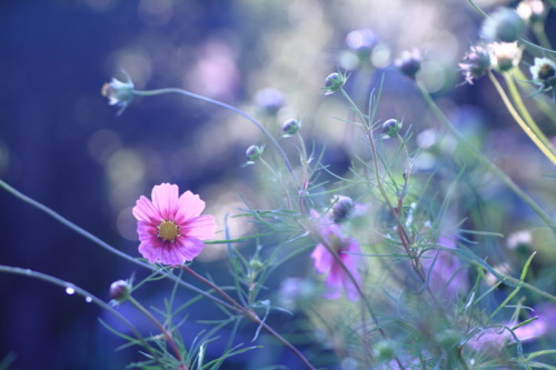 Japnese photographer Shihya Kowatari