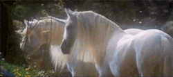 eithanromanov:  Unicornios en el claro del bosque…
