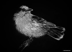 artizan3:  scratchboard-bird